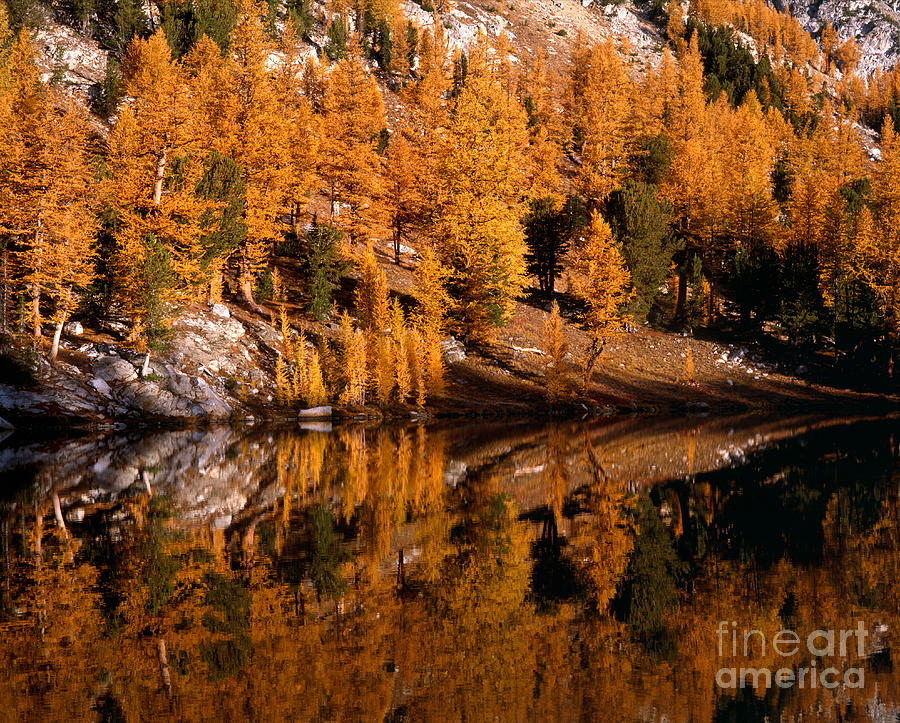 Fall Photograph - Larch Trees Reflected On Cooney Lake by Tracy Knauer