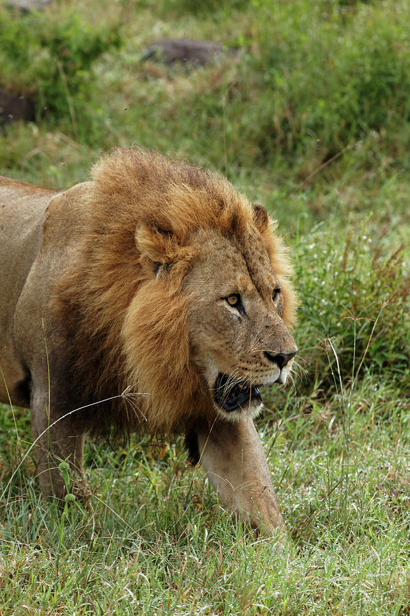 Large african hot sale lion