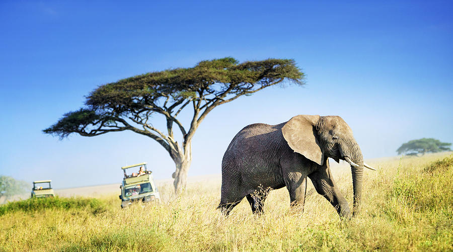 Large African Elephant Against Acacia Tree and Safari Vehicles in Background Photograph by Vicki Jauron, Babylon and Beyond Photography