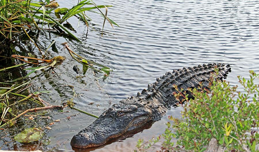 Large Alligator Photograph by Cynthia Guinn