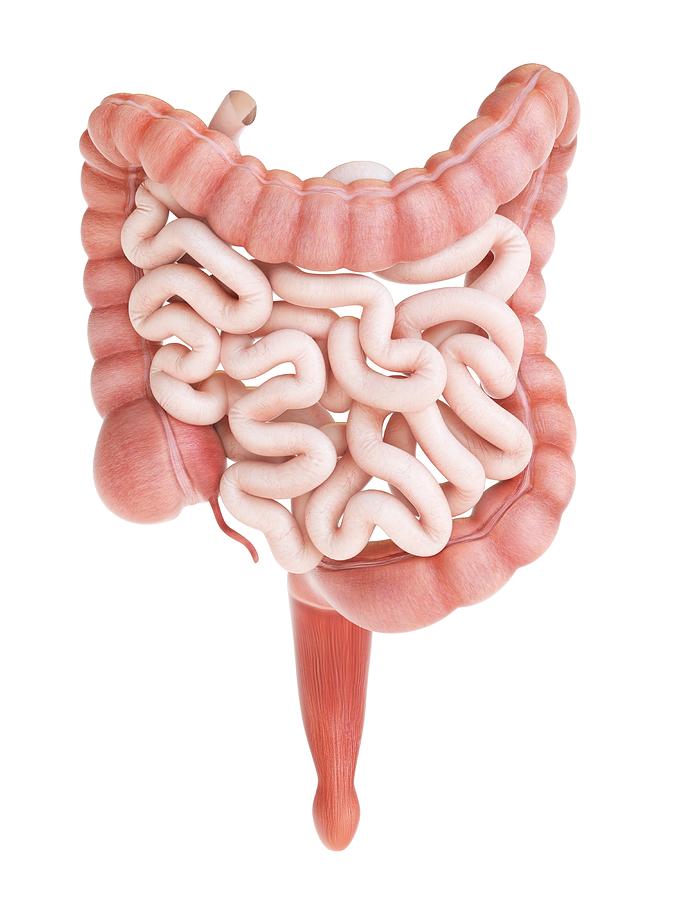 Large and small intestine, illustration Drawing by Sebastian Kaulitzki/science Photo Library