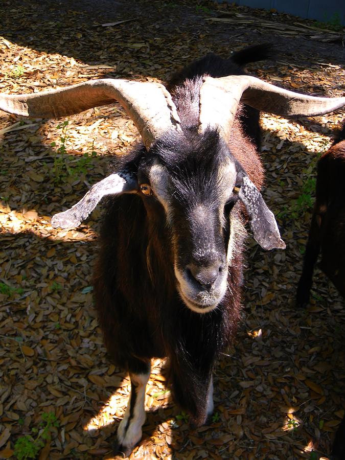 Anthony Photograph - Large Anthony Goat by Warren Thompson