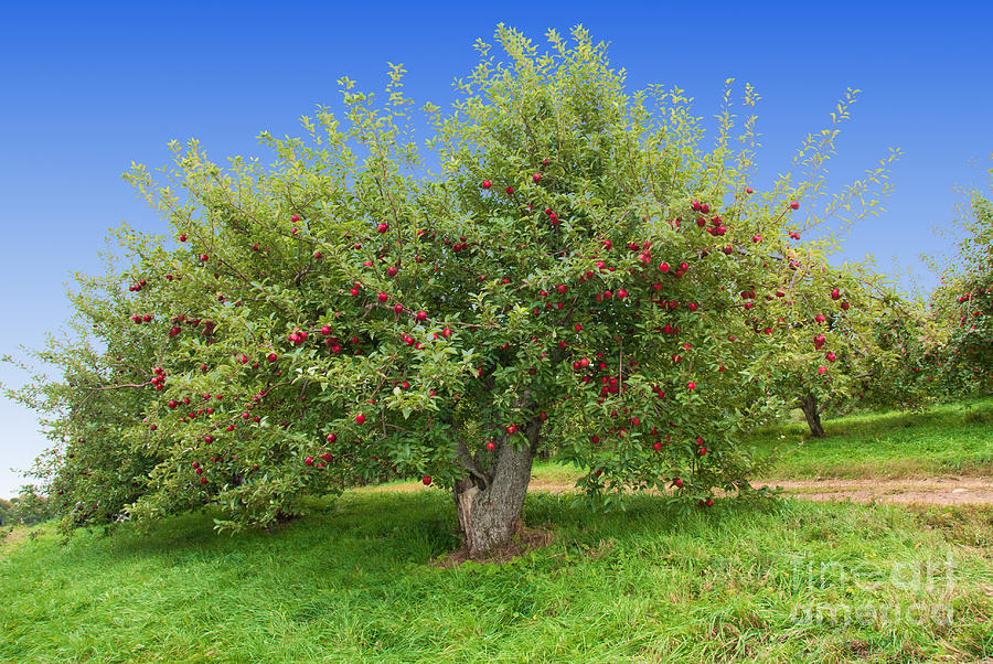 Large Apple Tree Photograph by Anthony Sacco