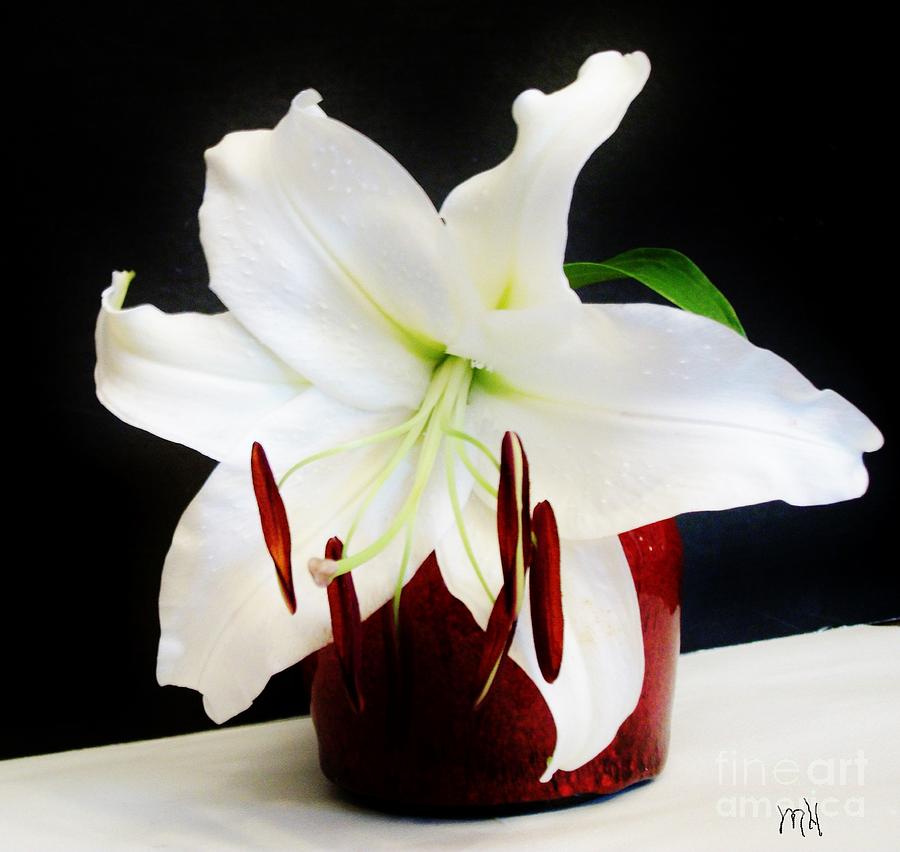 Digital Photograph - Large Asian Bloom in White by Marsha Heiken