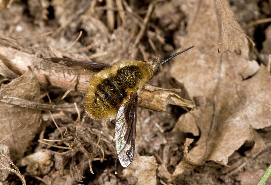 Large Bee Fly Photograph by Bob Gibbons