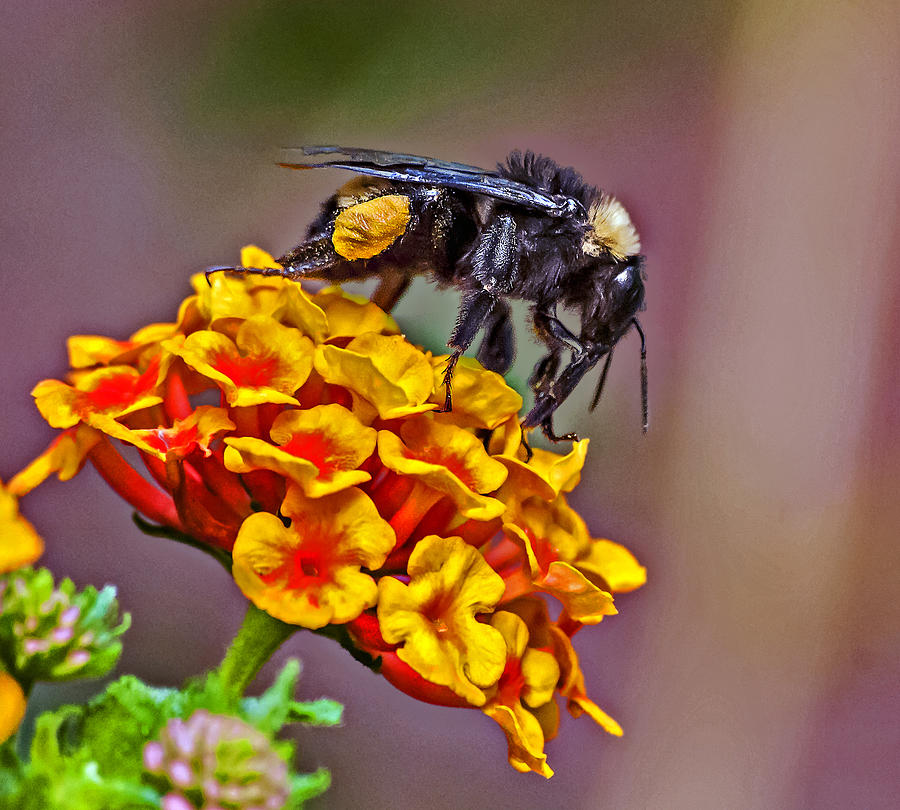 Large Bee On A Flower Photograph by Michael Whitaker