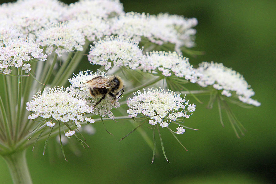 Large Bee on White Flowers Photograph by Shoal Hollingsworth