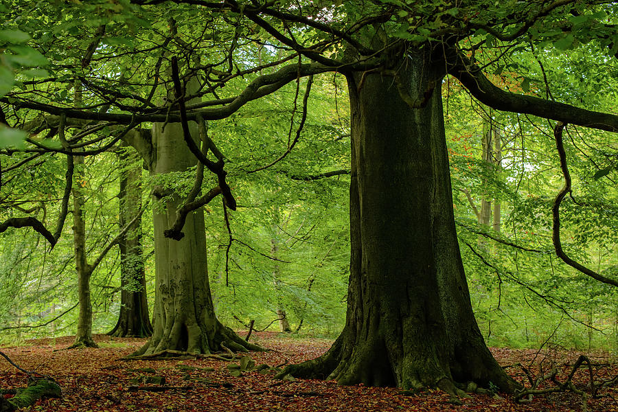 Large Beech Tree Wood Forest Green Photograph by Ben Robson Hull Photography