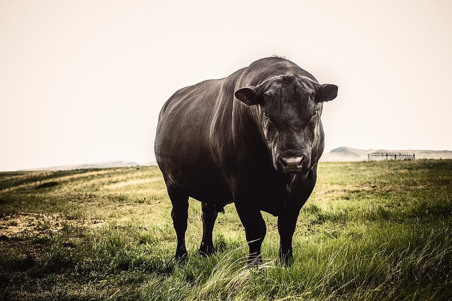 Large Black Angus bull close up with stern expression on his face, standing on Montana prairie grass Photograph by Debibishop