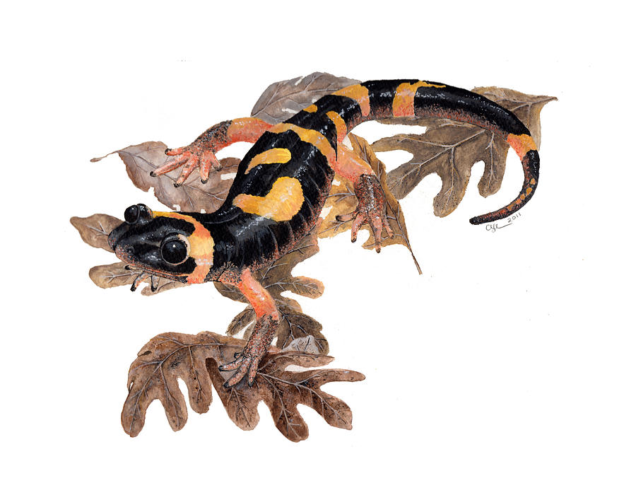 Large blotched salamander on oak leaves Painting by Cindy Hitchcock