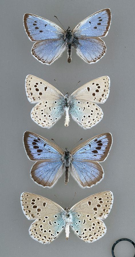 Butterfly Photograph - Large Blue Butterfly by Natural History Museum, London/science Photo Library
