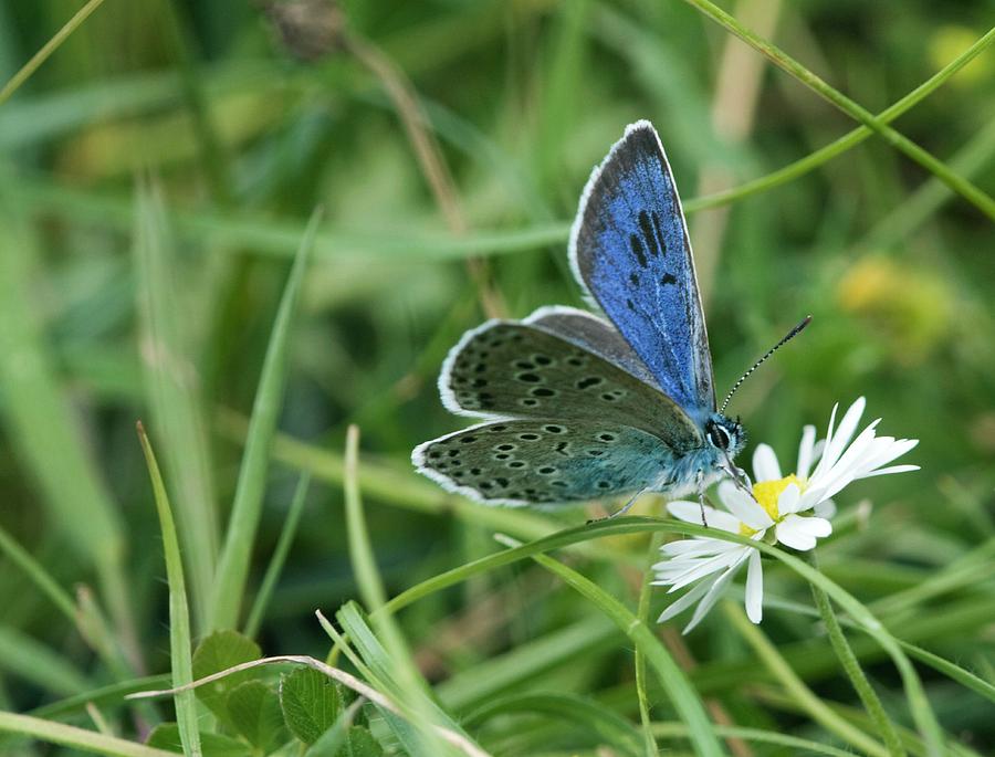 Large Blue Butterfly On A Flower Photograph by Gustoimages/science Photo Library