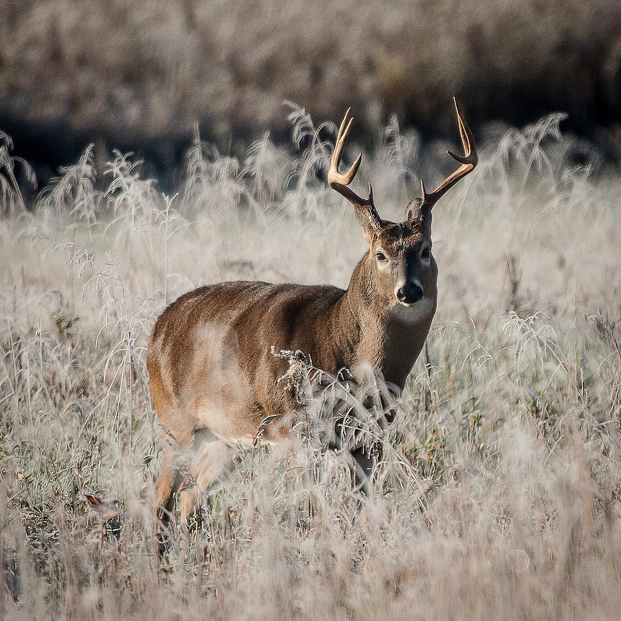 Large Buck Photograph by Benjamin King - Fine Art America