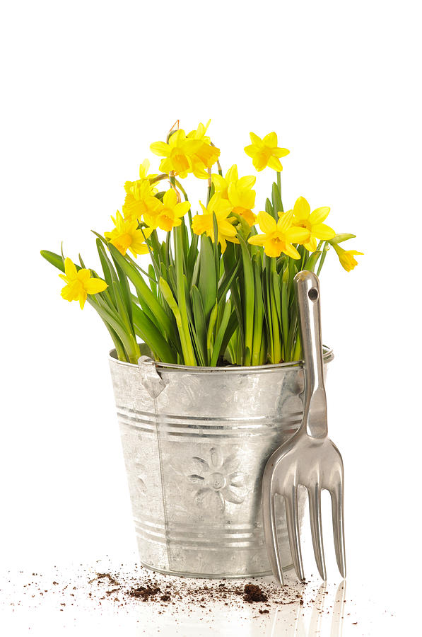 Spring Photograph - Large Bucket Of Daffodils by Amanda Elwell