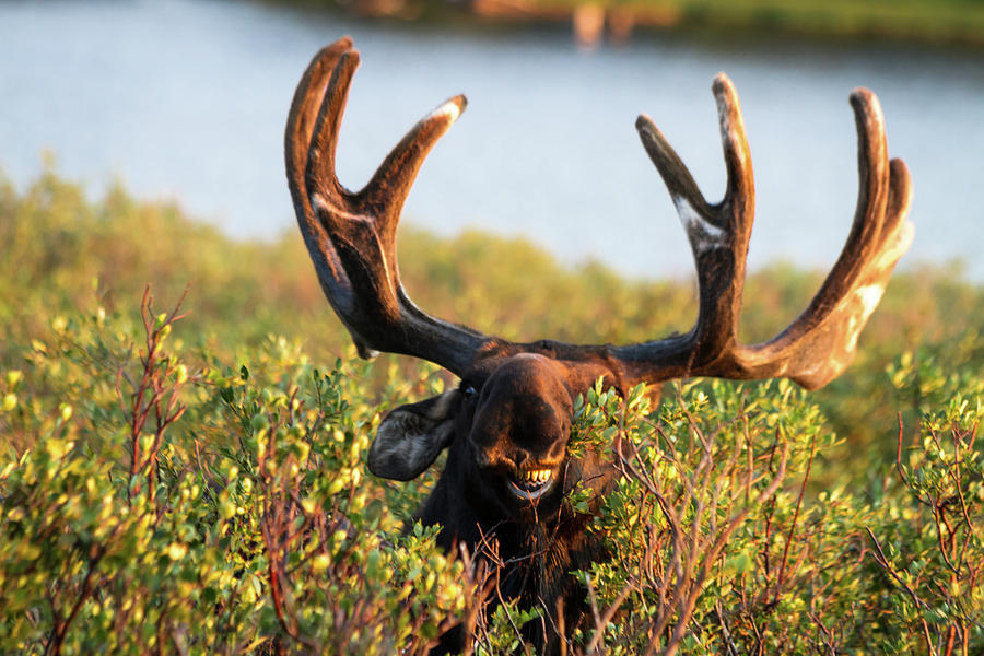 Large Bull Moose Showing Teeth Eating Photograph by Photography By Teri A. Virbickis