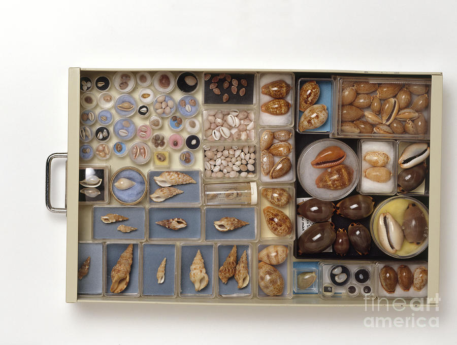 Large Collection Of Shells In Drawer Photograph by Matthew Ward / Dorling Kindersley