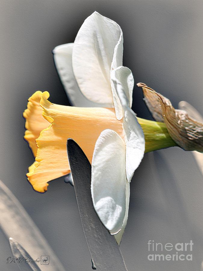 Large-Cupped Daffodil named Mrs. R.O. Backhouse Digital Art by J McCombie