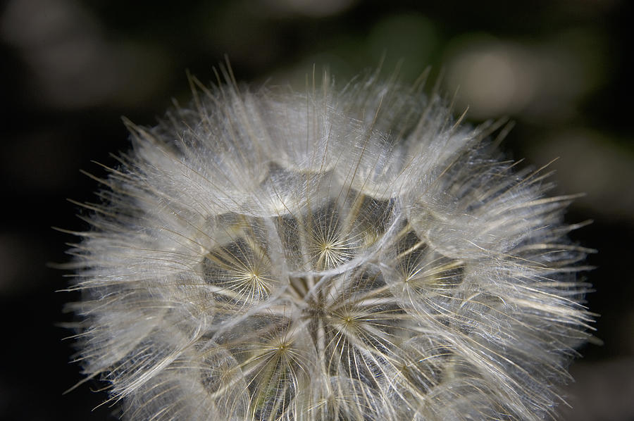 Large Dandelion Seeds Photograph by Wataru Yanagida