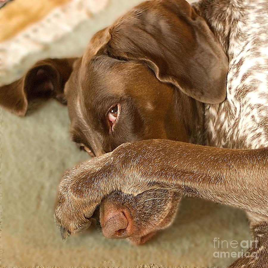 Large Dog Hiding Behind Paw Photograph by John Harmon