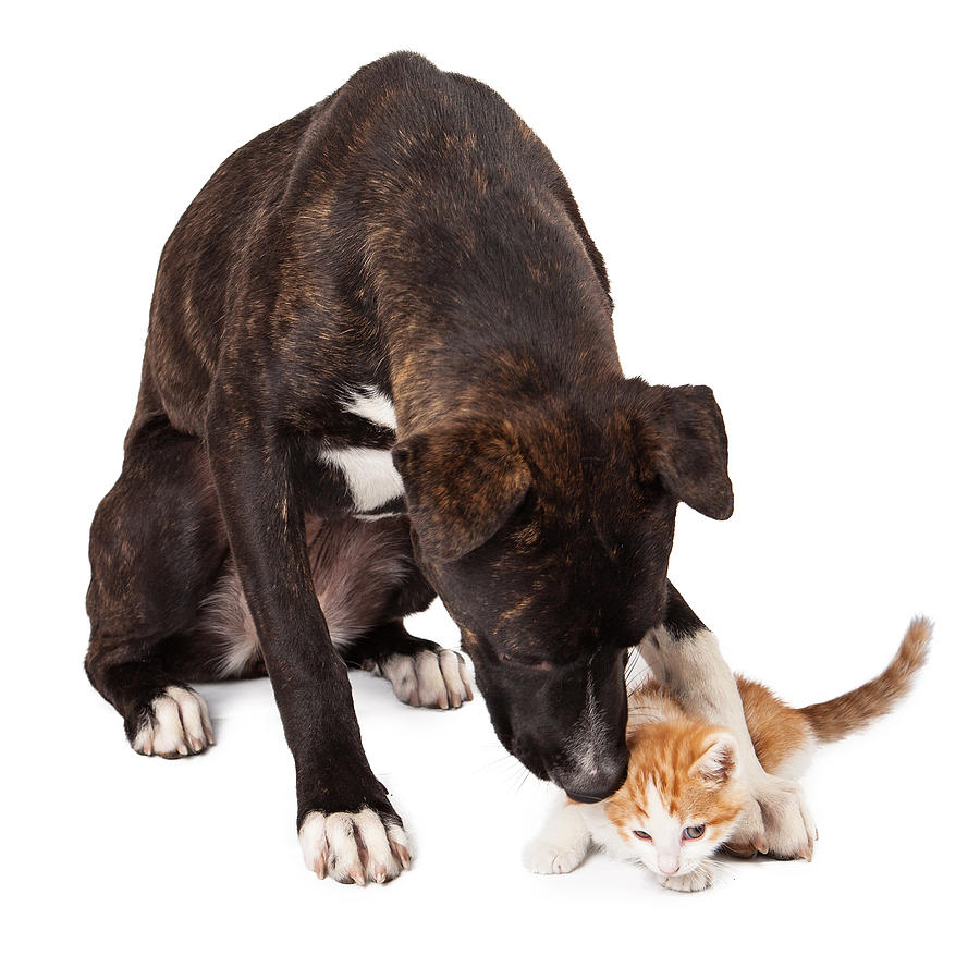 Large dog playing with kitten Photograph by Good Focused