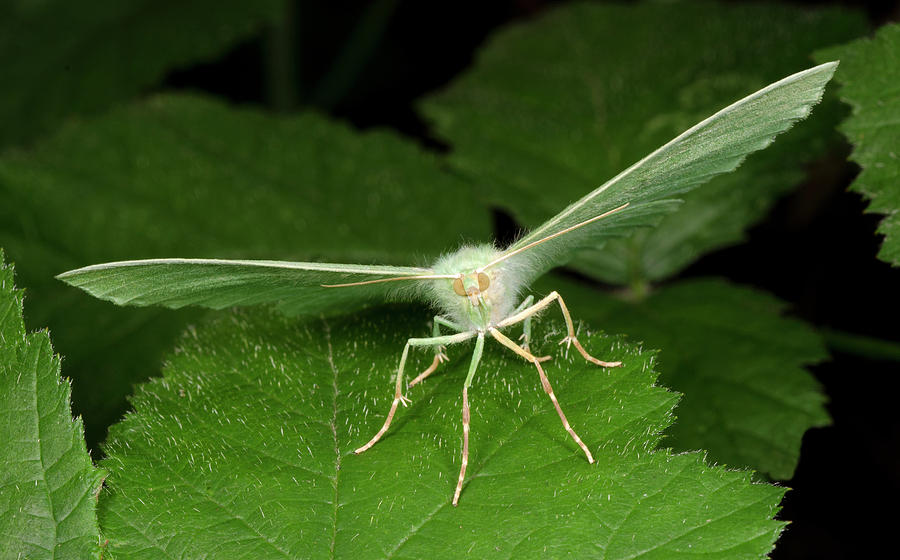 Large Emerald Moth Photograph by Nigel Downer