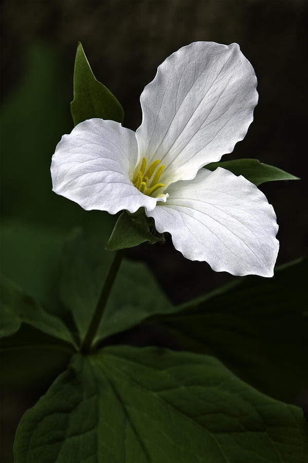 Large Flowered Trillium Photograph by Dale Kincaid