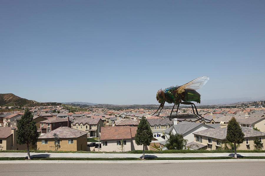 Large Fly on Houses Photograph by Paul Taylor