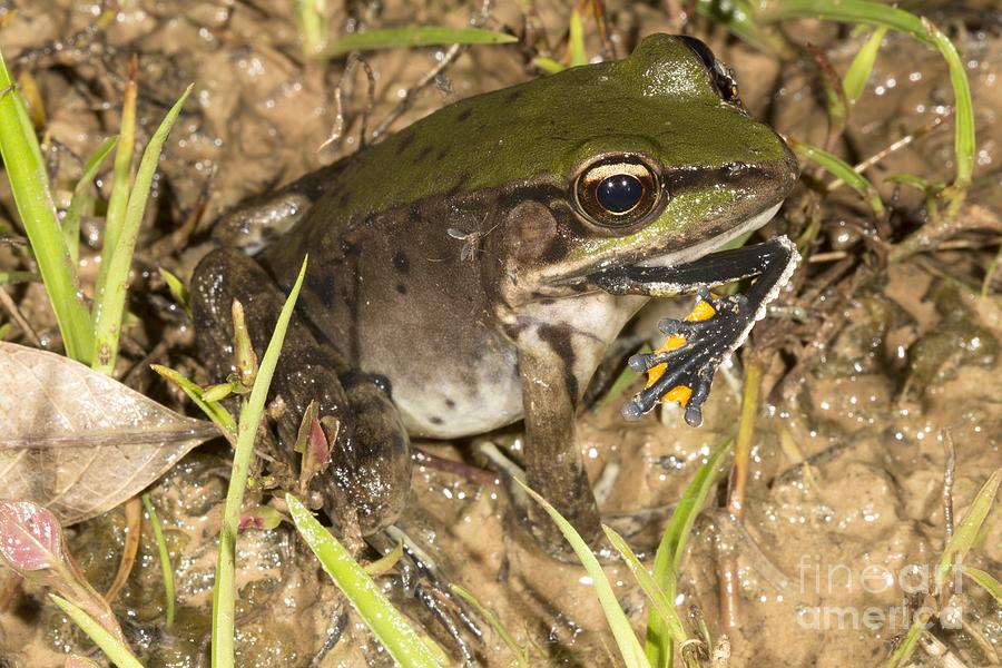 Large Frog Eating Tree Frog Photograph by Dr Morley Read