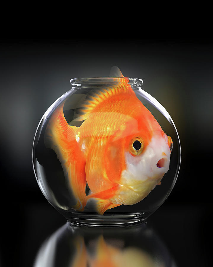 Large Goldfish In Trapped In Small Photograph by Ikon Ikon Images