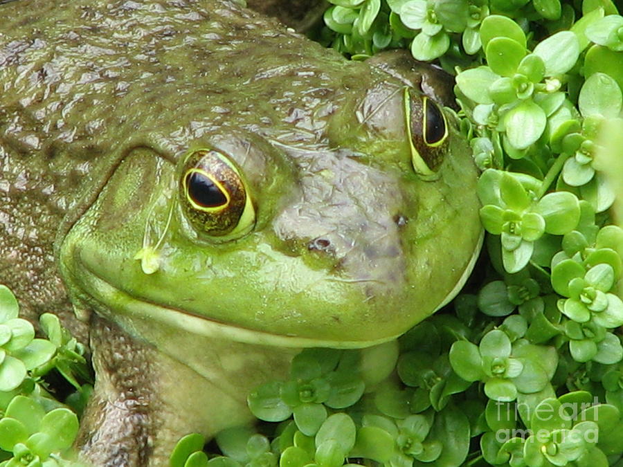 Large Green Frog Photograph by DejaVu Designs