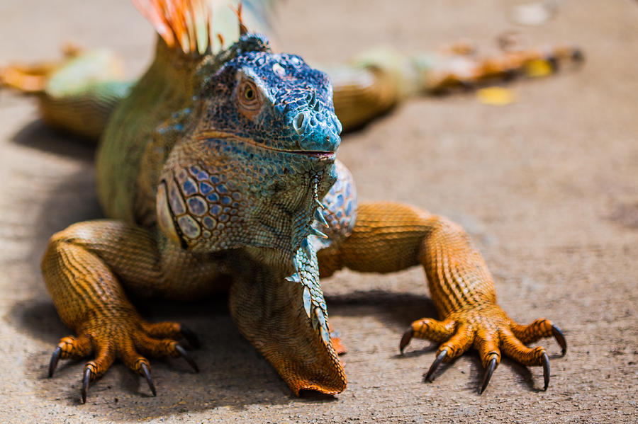 Large Green Iguana Photograph by Craig Lapsley | Fine Art America