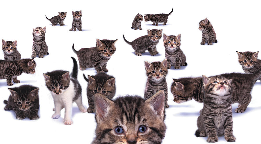 Large group of kittens Photograph by Photodisc
