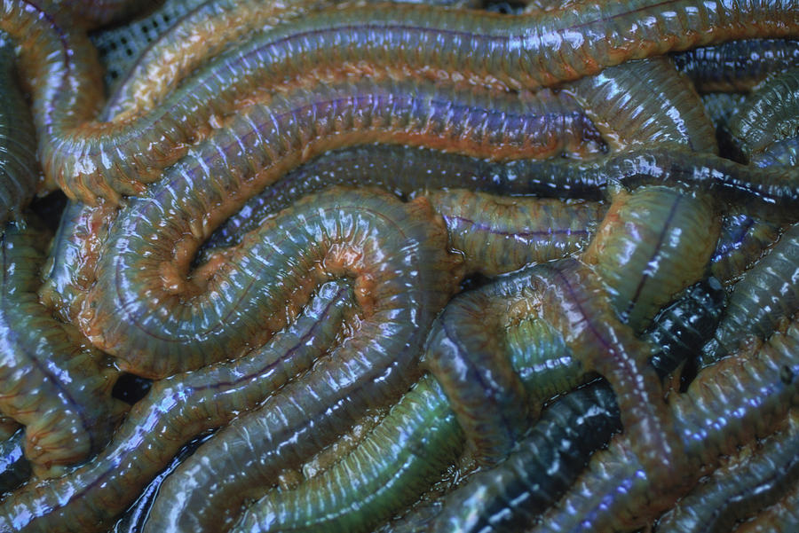 Large Group Of Sand Worms Lying Close Photograph by Jose Azel - Pixels