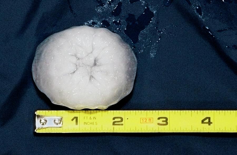 Large Hailstone Photograph by Jim Reed Photography/science Photo Library