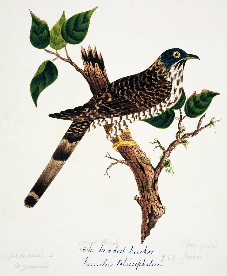 Large Hawk-cuckoo Photograph by Natural History Museum, London/science Photo Library