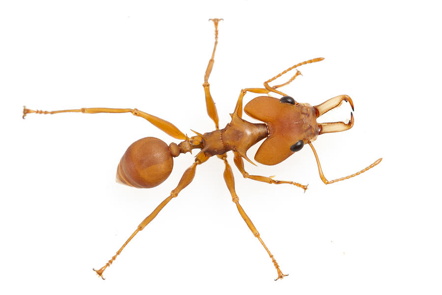 Large-headed Ant Suriname Photograph by Piotr Naskrecki