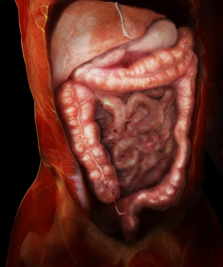 Anal Canal Photograph - Large Intestine by Anatomical Travelogue