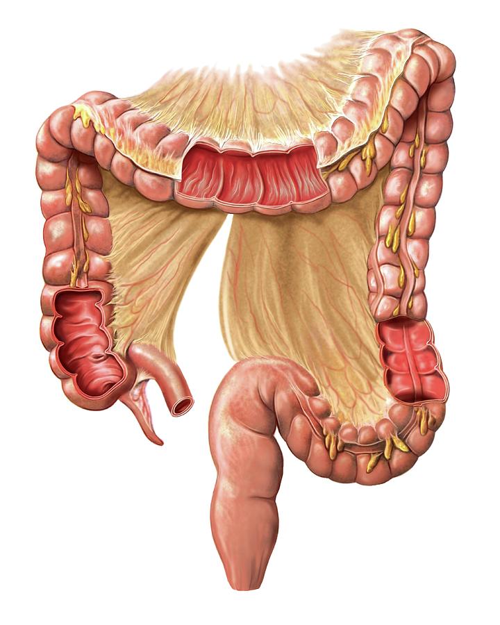 Anatomy Photograph - Large Intestine by Asklepios Medical Atlas