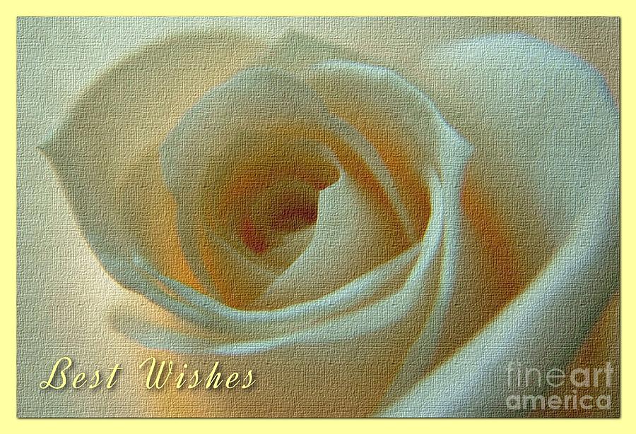 Large Ivory Rose Greeting  Photograph by Joan-Violet Stretch