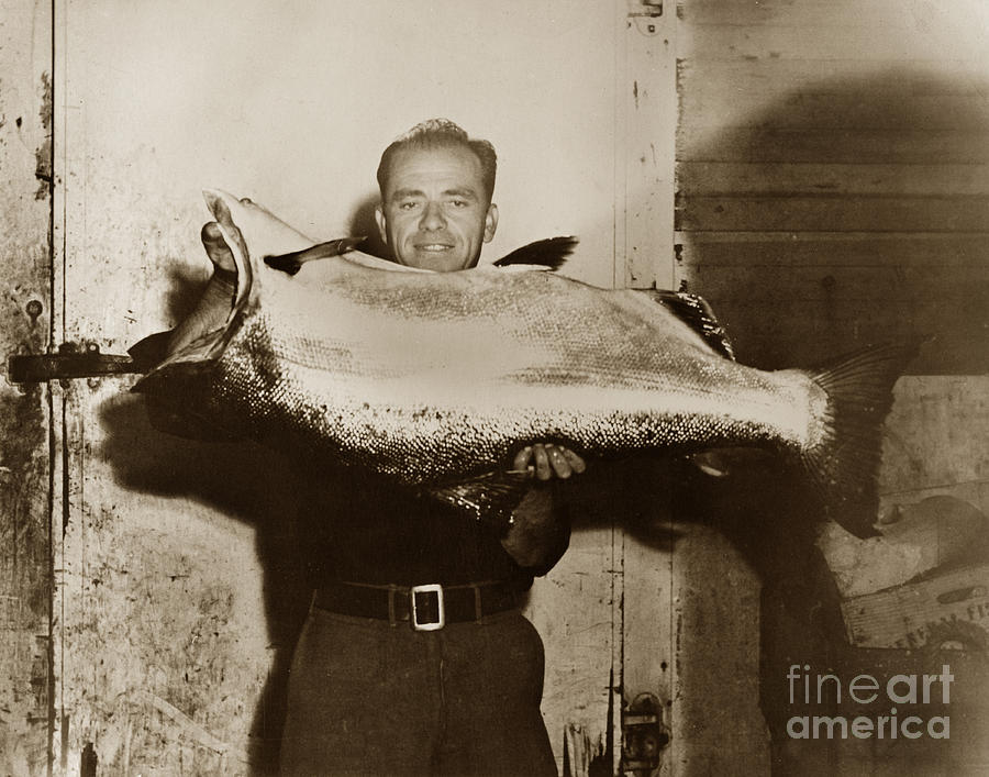 Fish Photograph - Large King Salmon Monterey Bay California 1950 by Monterey County Historical Society