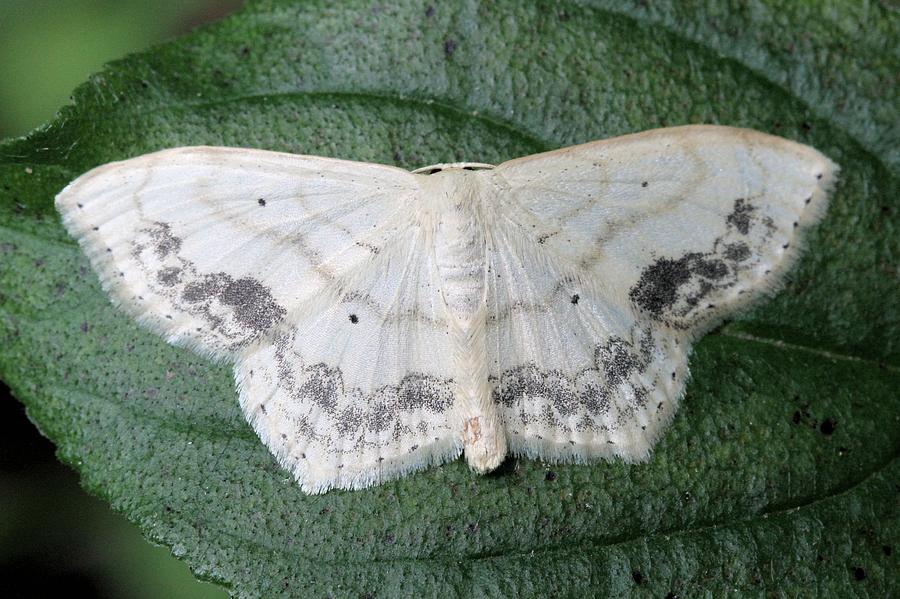 Large Lace-border Moth Photograph by Doris Potter