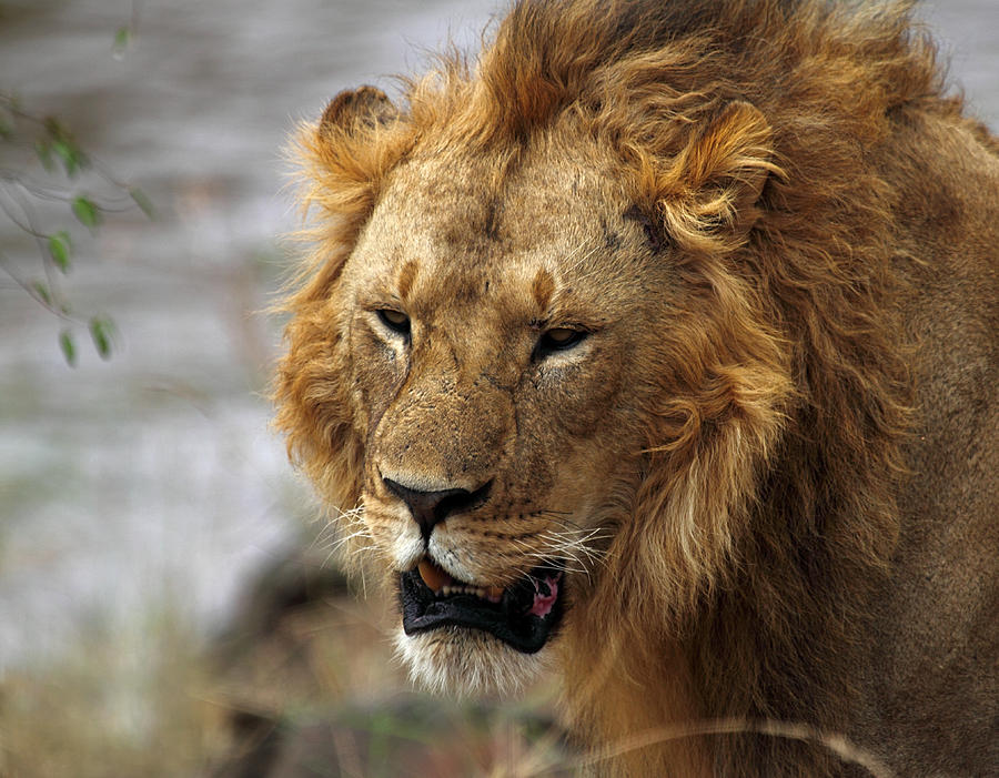 African Male Lion Face