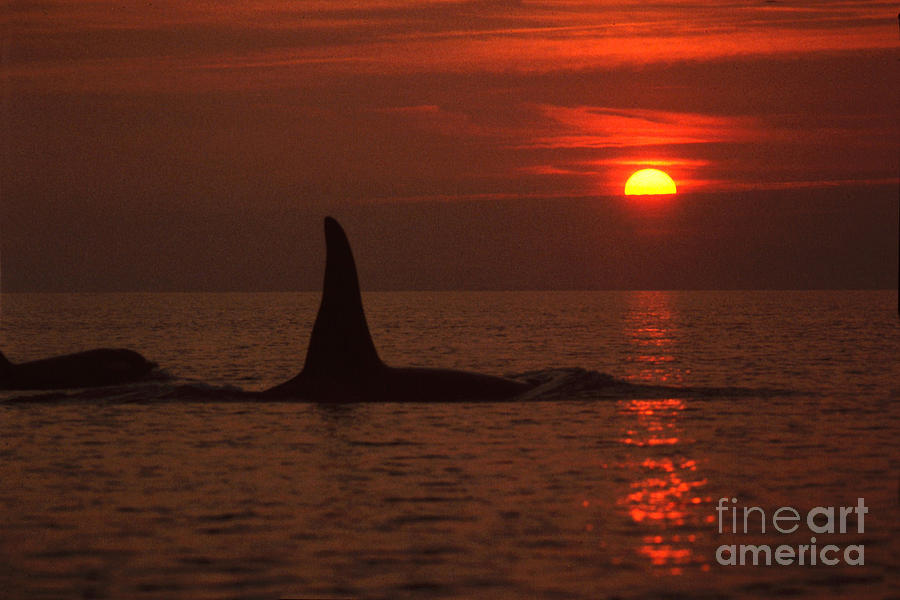 Sunset Photograph - Large male Orca at Sunset off of San Juan Island Washington Pa Hathaway  1986 by Monterey County Historical Society