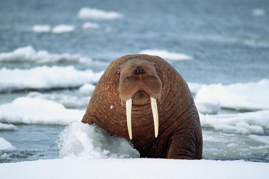 Large Male Walrus On An Ice Floe Photograph by Steven J. Kazlowski ...