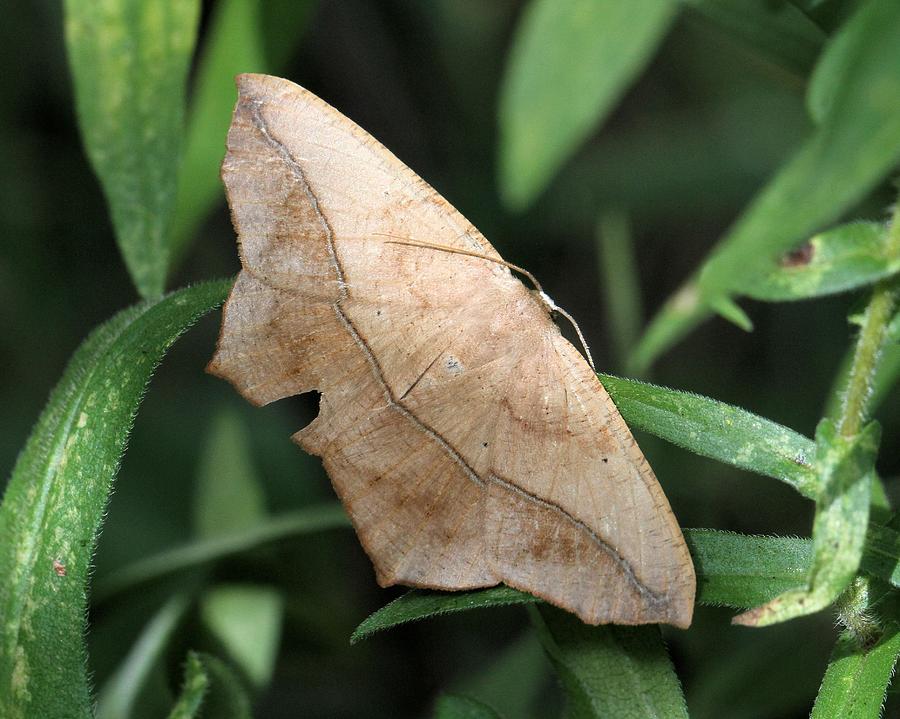 Nature Photograph - Large Maple Spanworm Moth by Doris Potter