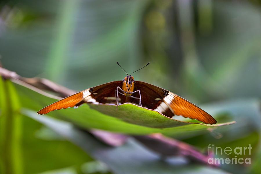 Large Mindo Butterfly At Rest Photograph by Al Bourassa