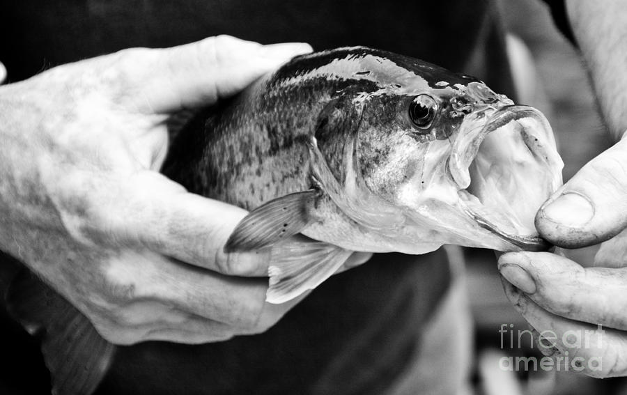 Large Mouth Bass Photograph by Cheryl Baxter