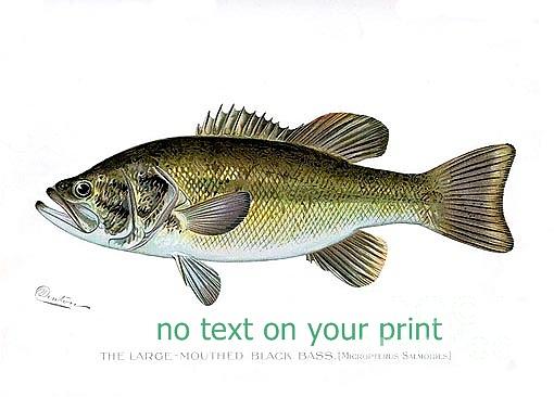 Large Mouth Bass Painting by Sagarin