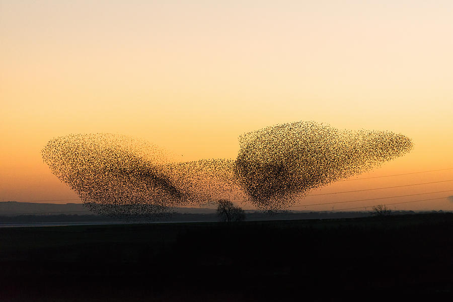 Large murmuration of starlings at dusk Photograph by Georgeclerk