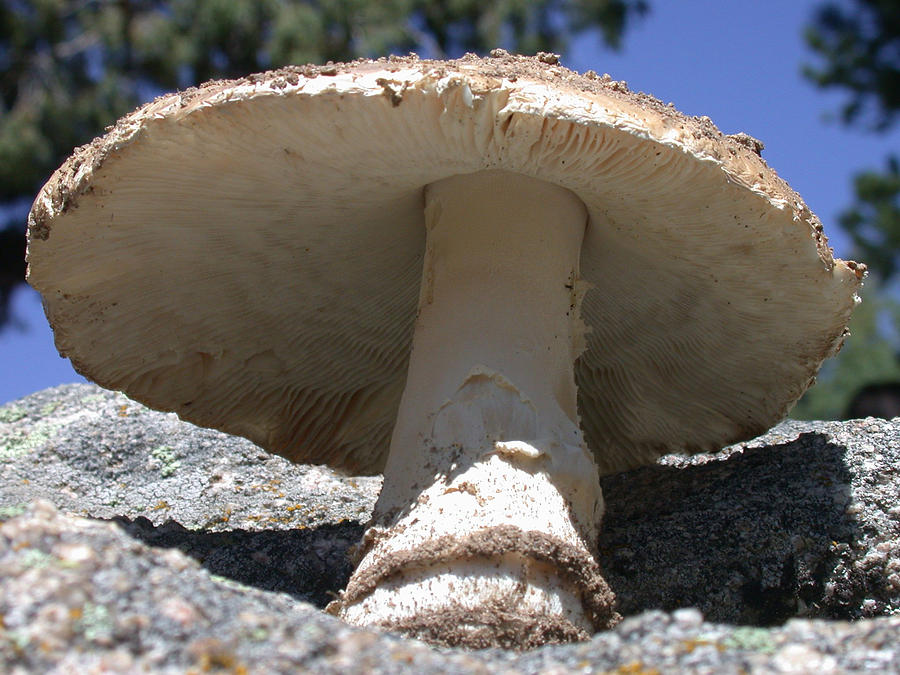 Large Mushroom Photograph by Shane Bechler